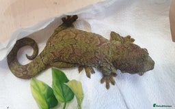 Gecko reptiles for sale: Trio of Mainland chahoua mossy geckos - Image 3