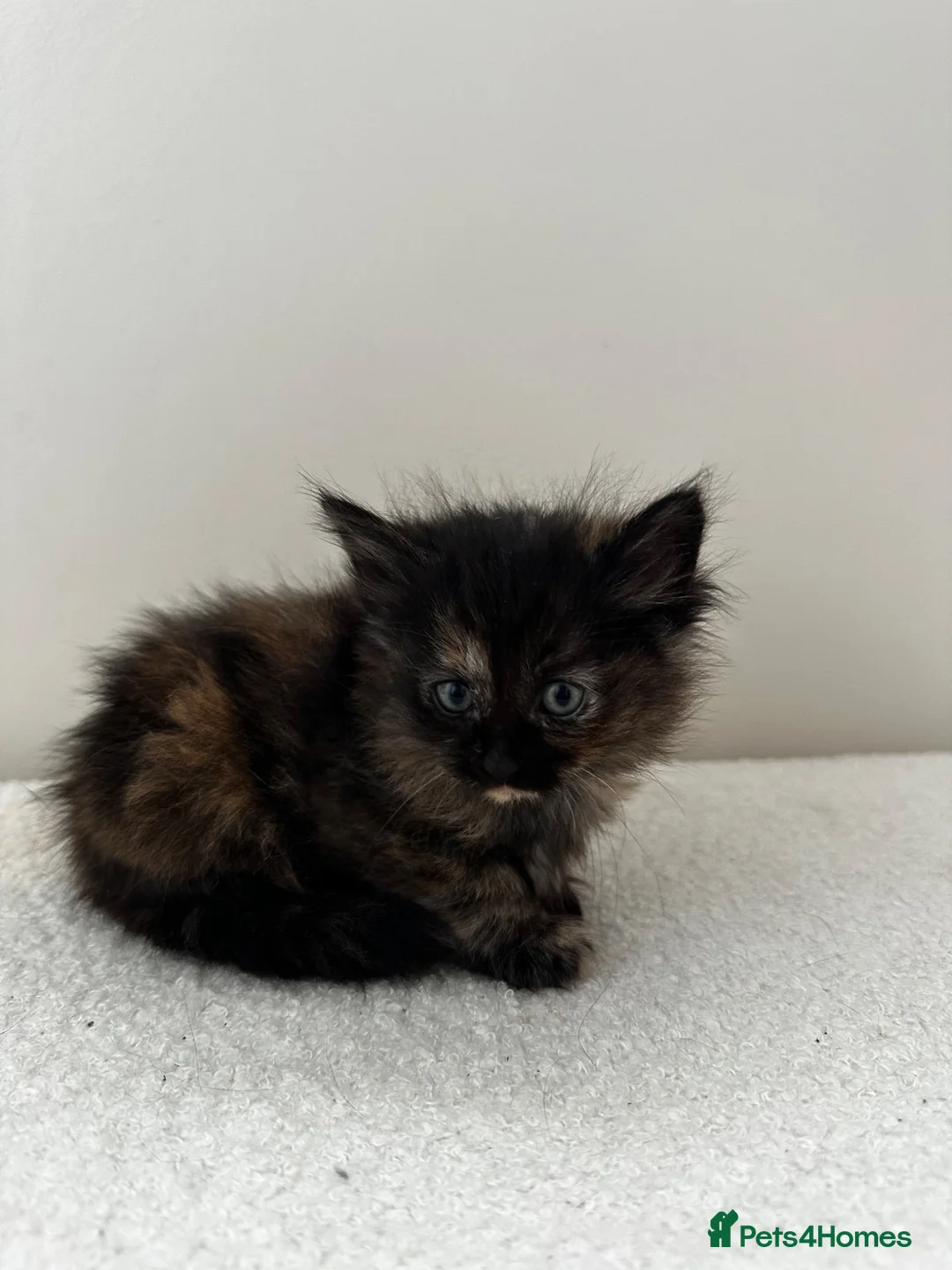 American Shorthair cats for sale: 2 Ginger/Blonde boys , 4 calico girls - Advert 2