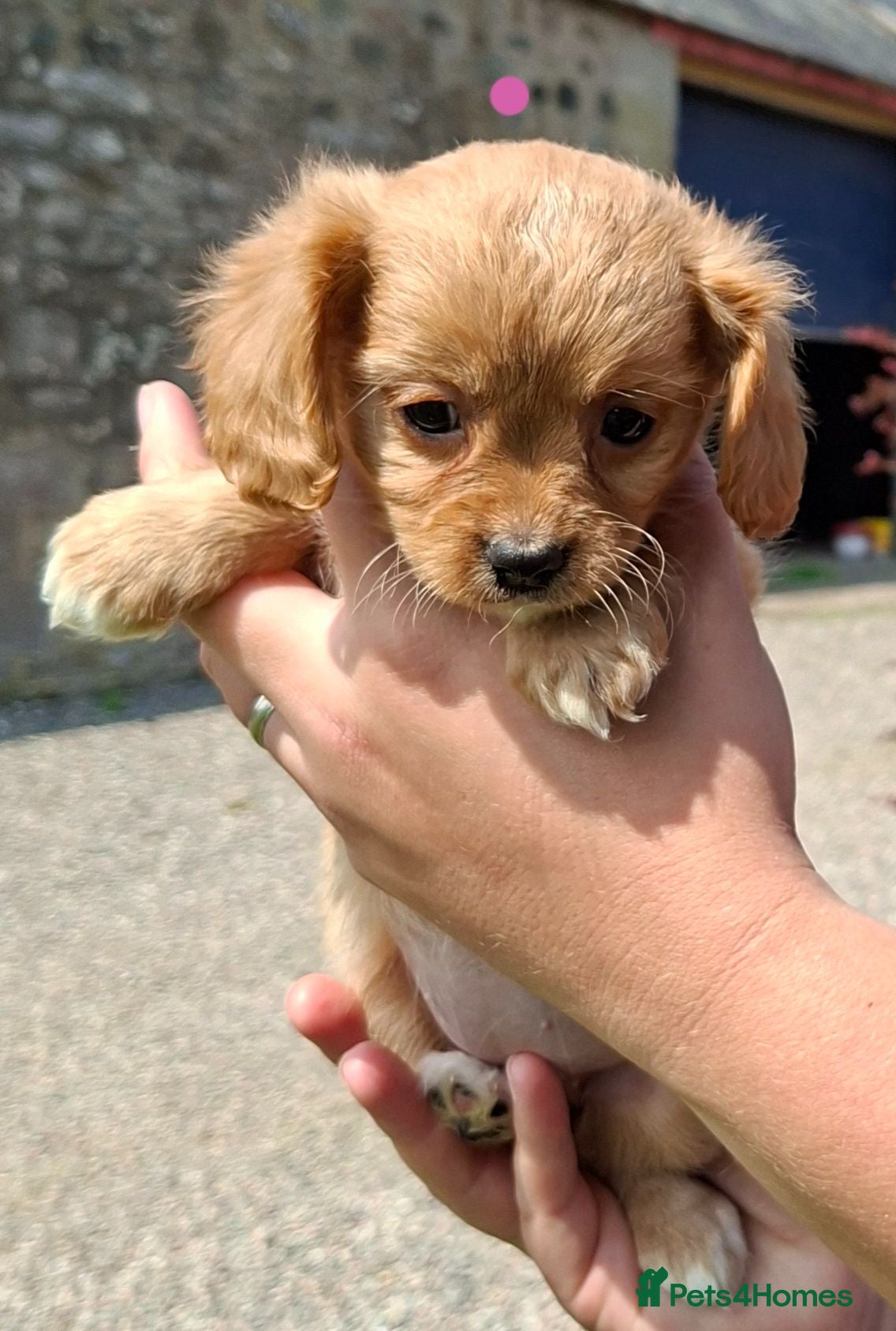 Cavapoochon dogs Gorgeous Cavapoochon Puppies  - Advert 2