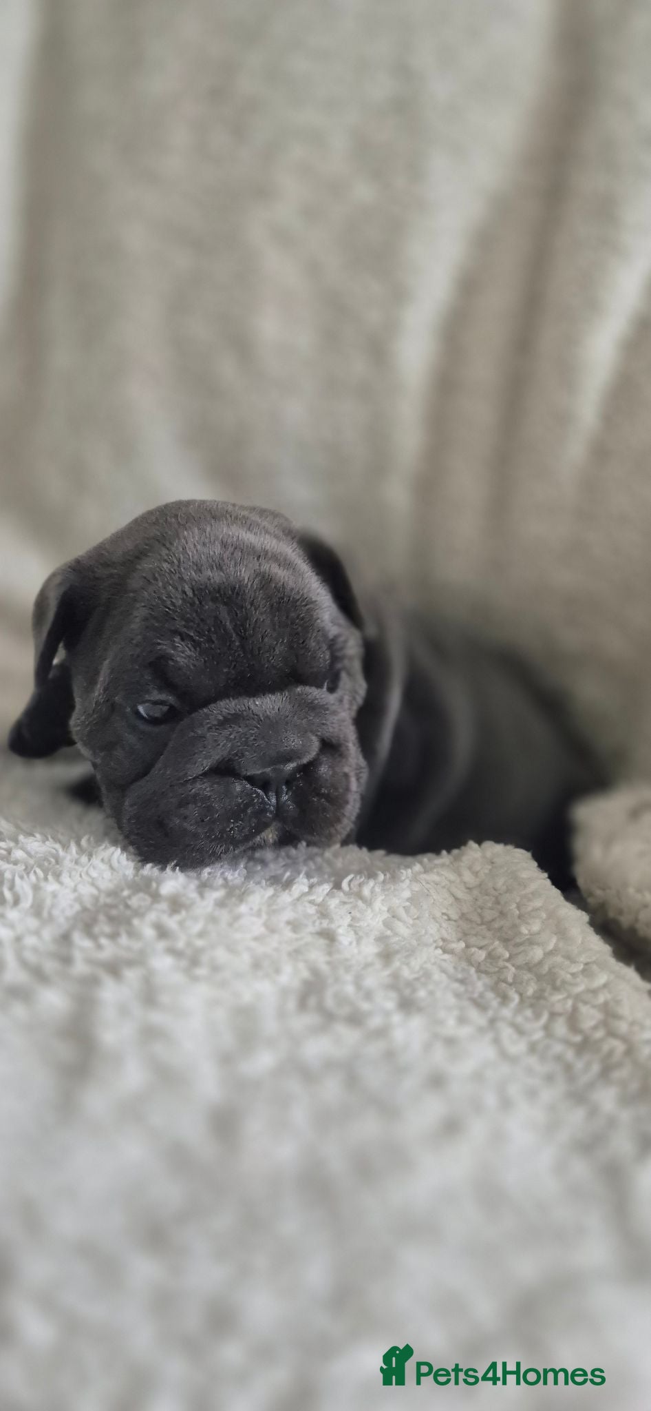 French Bulldog dogs French bulldog puppies - Advert 2