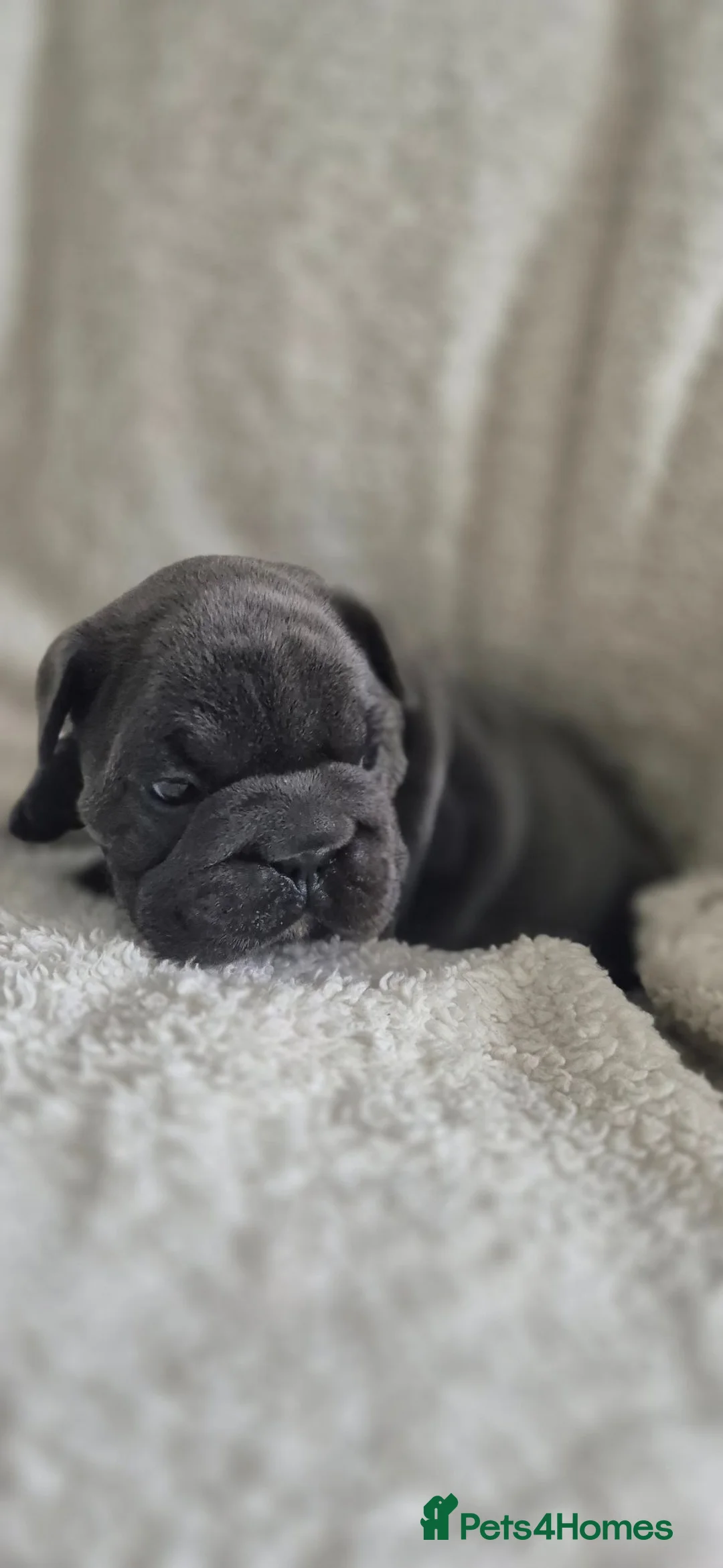 French Bulldog dogs for sale: French bulldog puppies - Advert 2