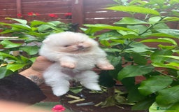 Pomeranian dogs for sale: Pomeranian toy  - Image 33