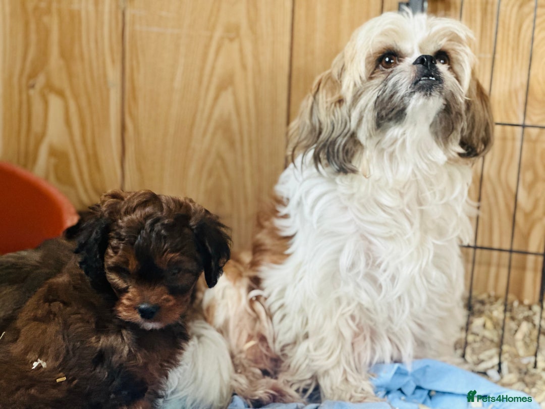 Shihpoo dogs for sale: Brother and sister allReady bags packed 🐶🐶 - Advert 5