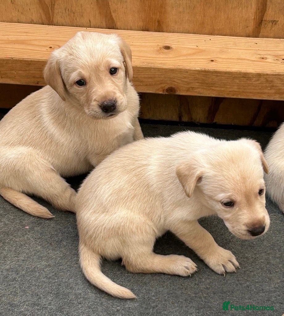 Labrador Retriever dogs KC registered Labrador puppies  - Advert 10