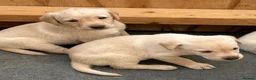 Labrador Retriever dogs for sale: KC registered Labrador puppies  - Advert 8