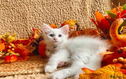 Siberian cats for sale: GORGEOUS PURE WHITE SIBERIAN KITTENS  - Image 5