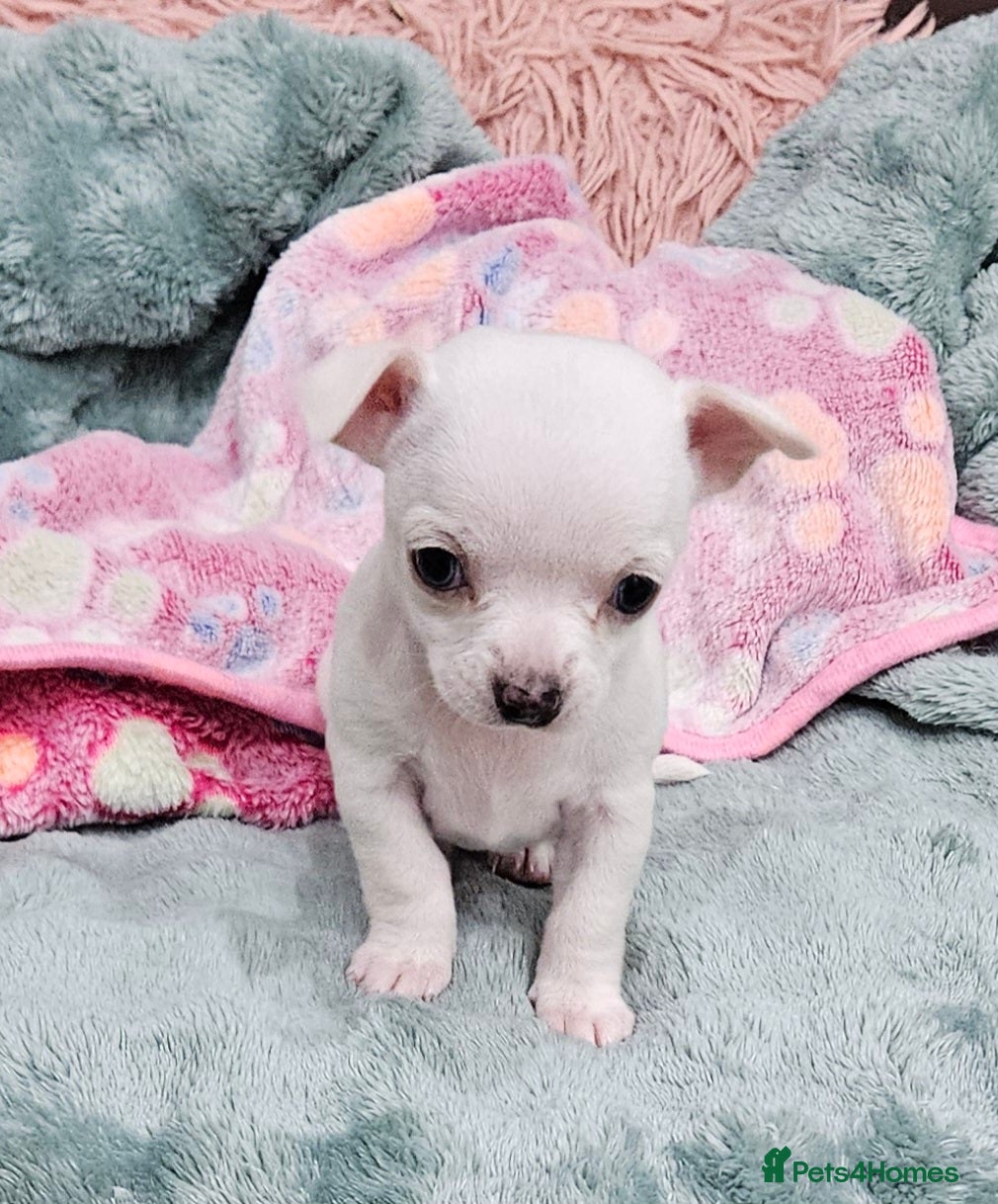 Chihuahua dogs White or Campagne With Blue  Eyes Chihuahuas  - Advert 3