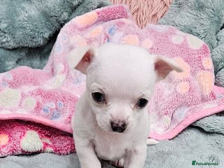 Chihuahua dogs White or Campagne With Blue Eyes Chihuahuas - Advert 3