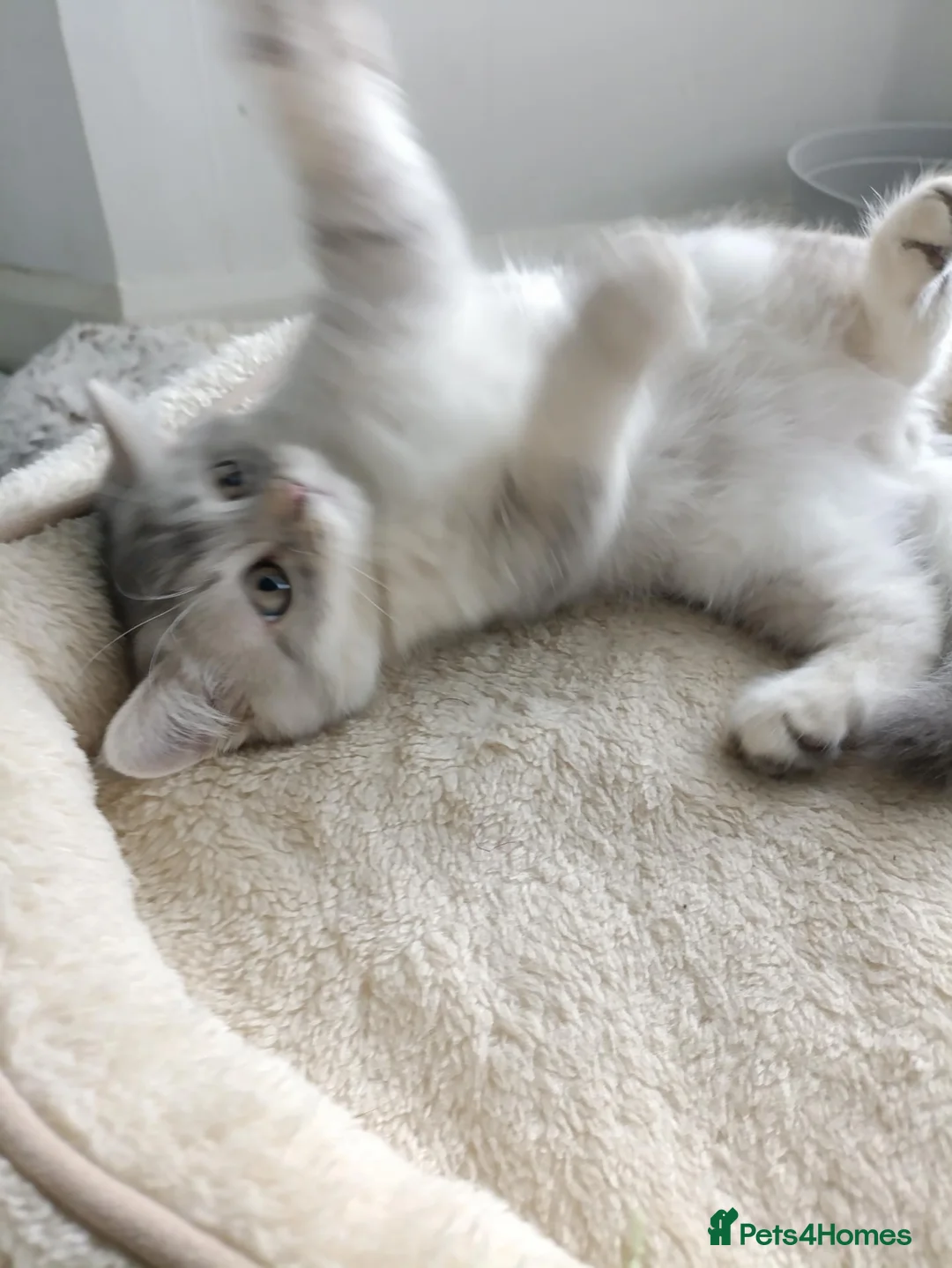 British Shorthair cats for sale: Sweet kitten  - Advert 2