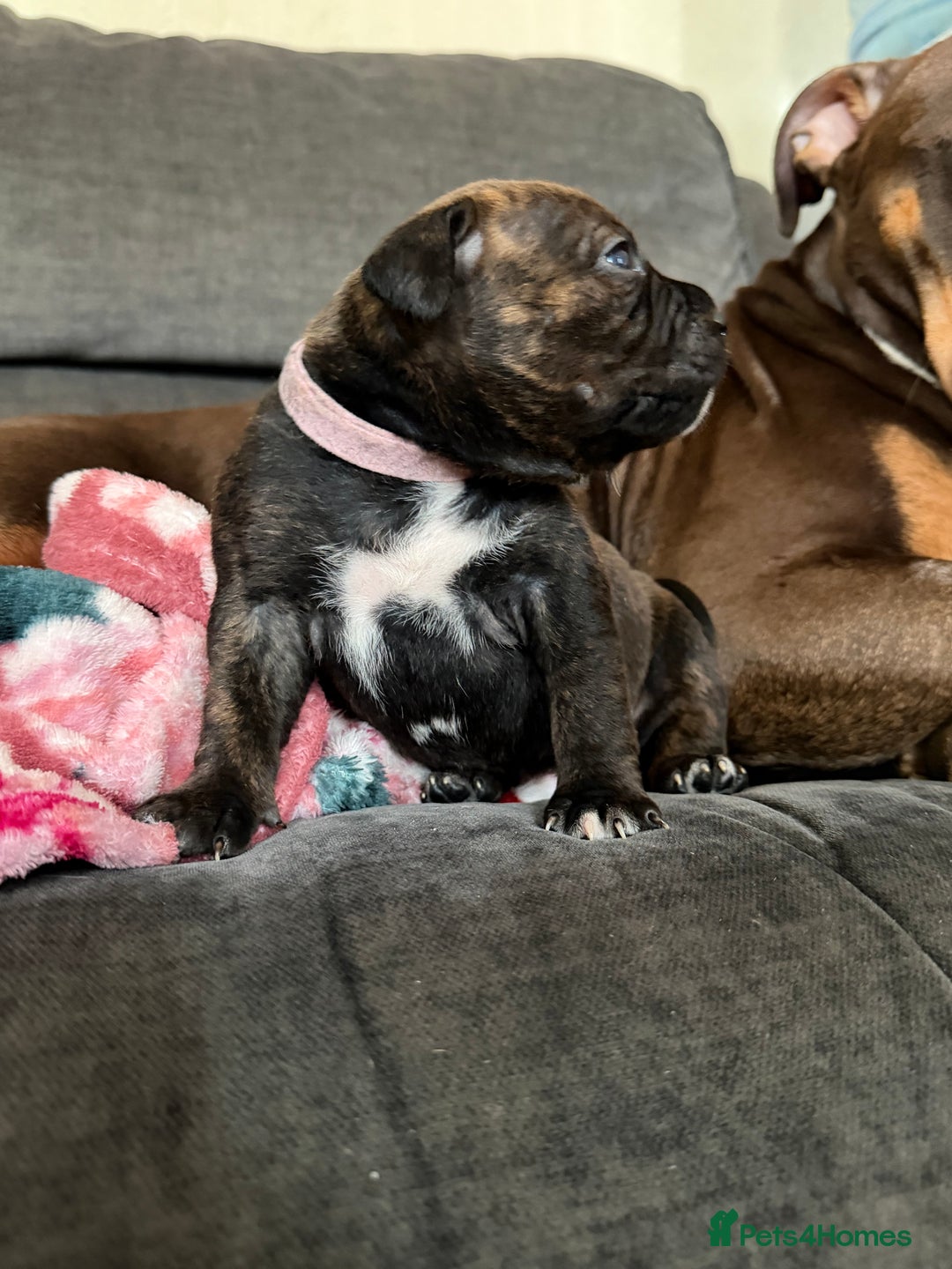 Mixed Breed dogs for sale: Beautiful Home- Reared Puppies!  - Advert 26