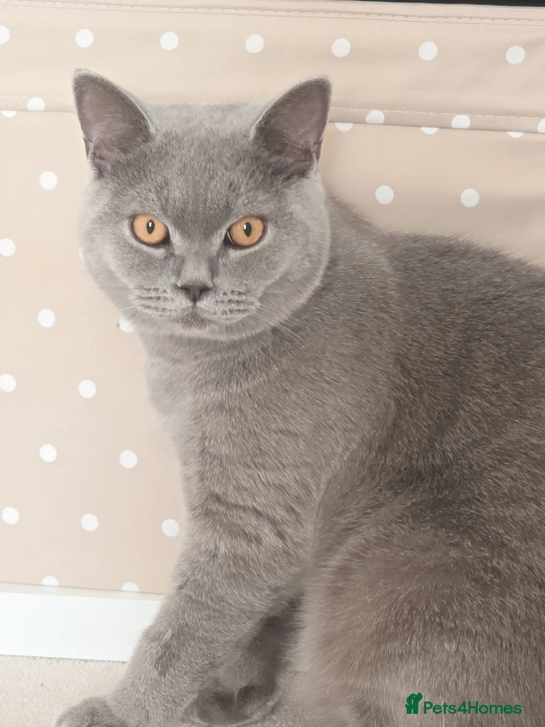 British Shorthair cats for sale: Beautiful British Shorthair Boy in Bicester - Advert 3