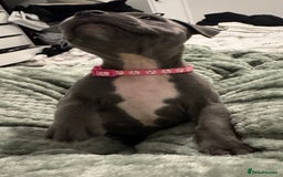 Staffordshire Bull Terrier dogs for sale: Stunning KC Blue Staffordshire Bull Terrier Pups - Image 23