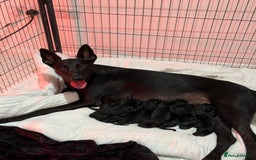Belgian Shepherd Dog dogs for sale: 3x Serious Black Dutch Herder Puppies Available - Image 2