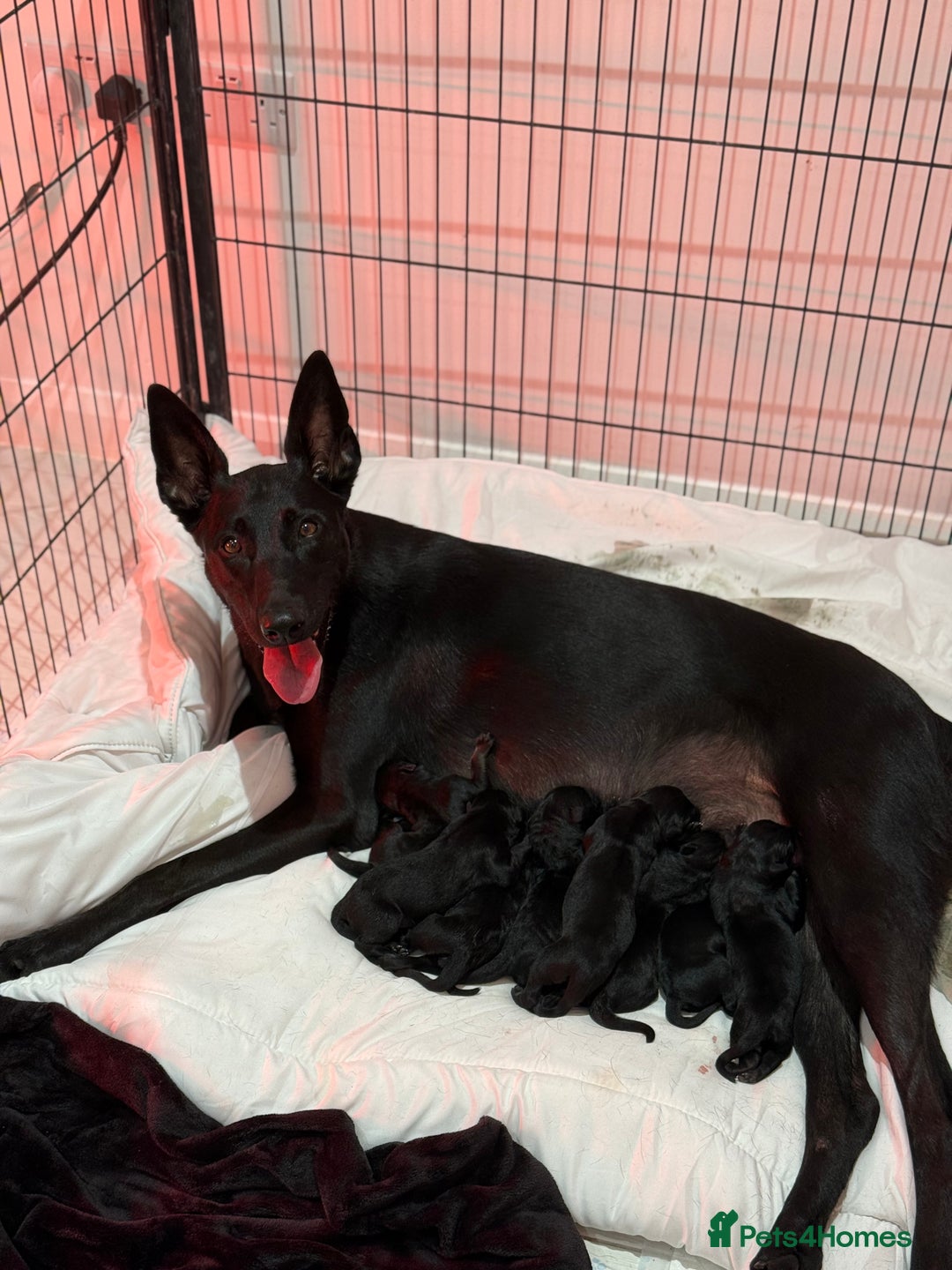 Belgian Shepherd Dog dogs for sale: 3x Serious Black Dutch Herder Puppies Available - Image 2