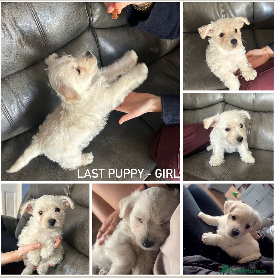 West Highland Terrier dogs Gorgeous West Highland White Pups ONE GIRL LEFT - Advert 1