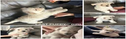West Highland Terrier dogs for sale: Gorgeous West Highland White Pups ONE GIRL LEFT - Advert 1
