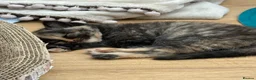 British Shorthair cats for sale: 7 beautiful gccf reg -British short hair kittens  - Advert 3