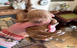Toy Poodle dogs for sale: Toy poodle puppies ready now. Aberdeenshire - Image 7