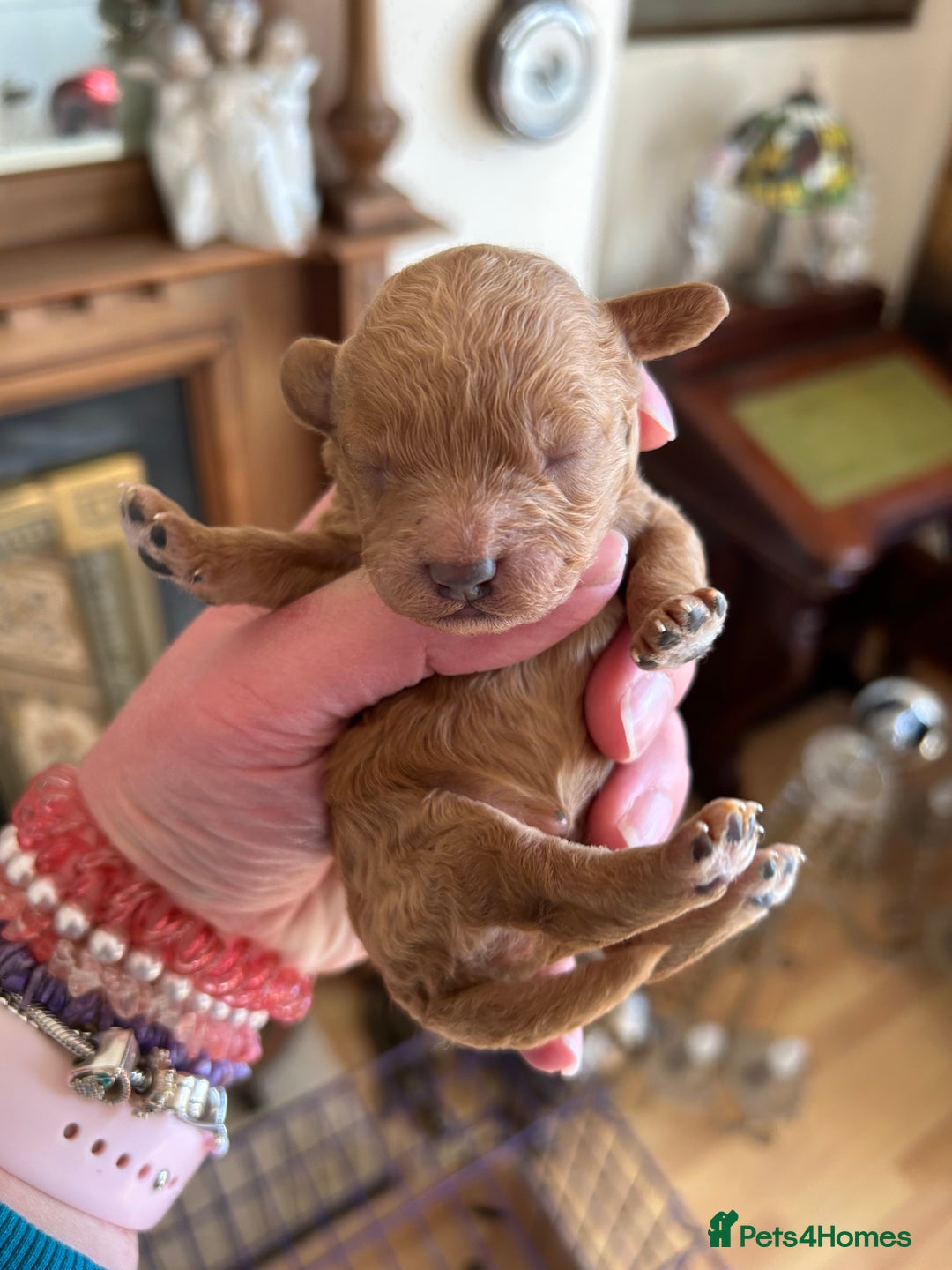 Toy Poodle dogs for sale: Toy poodle puppies ready now. Aberdeenshire - Image 7