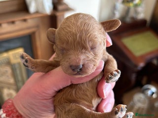 Toy Poodle dogs Toy poodle puppies ready now. Ellon. Aberdeenshire - Advert 12