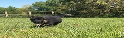 German Shepherd dogs for sale: Quality Litter of GSD (All has now been reserved) - Advert 16