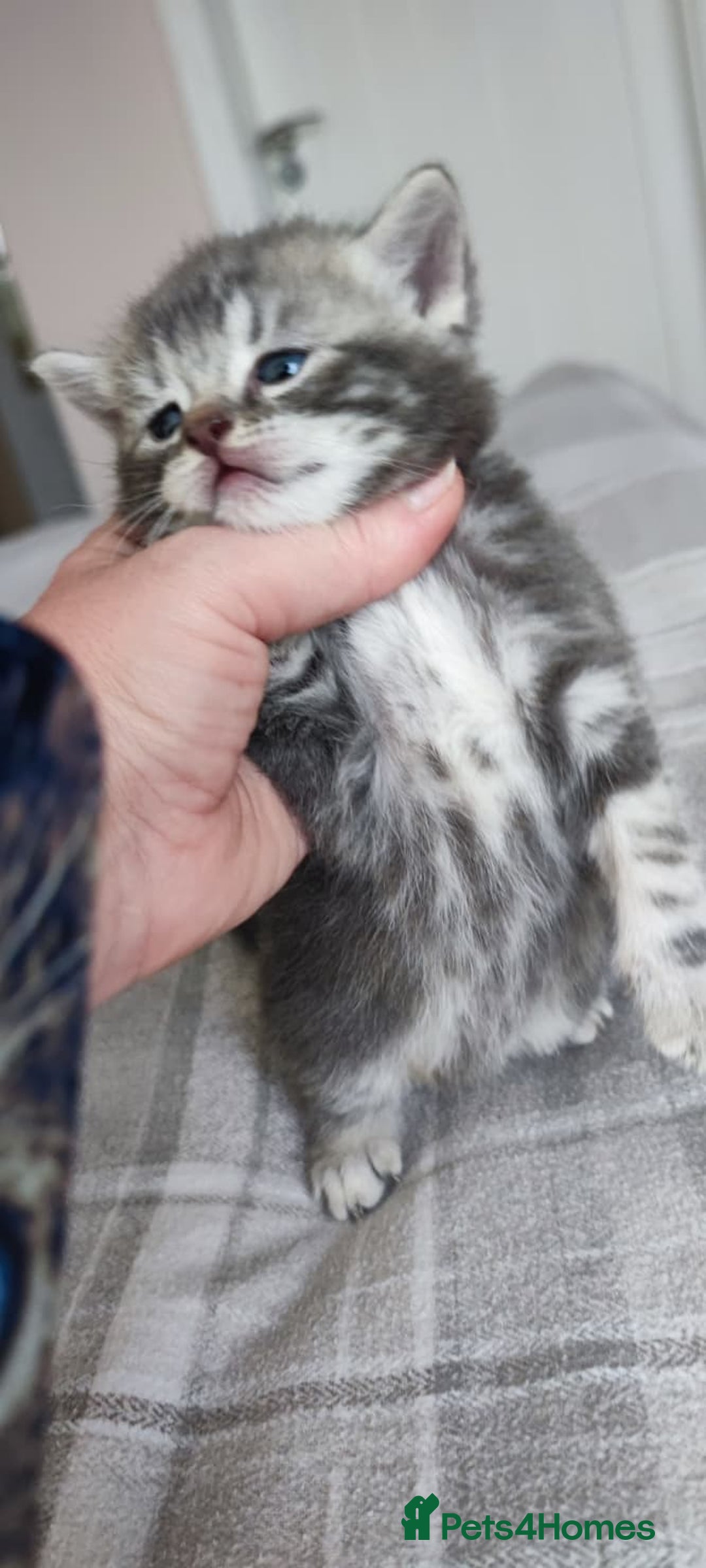 British Shorthair cats for sale: ✨4 Pure BSH Tabby kittens✨ - Advert 3
