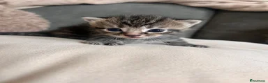 Tabby 