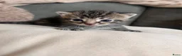 Mixed Breed cats for sale: Kittens mixed colours  - Advert 21