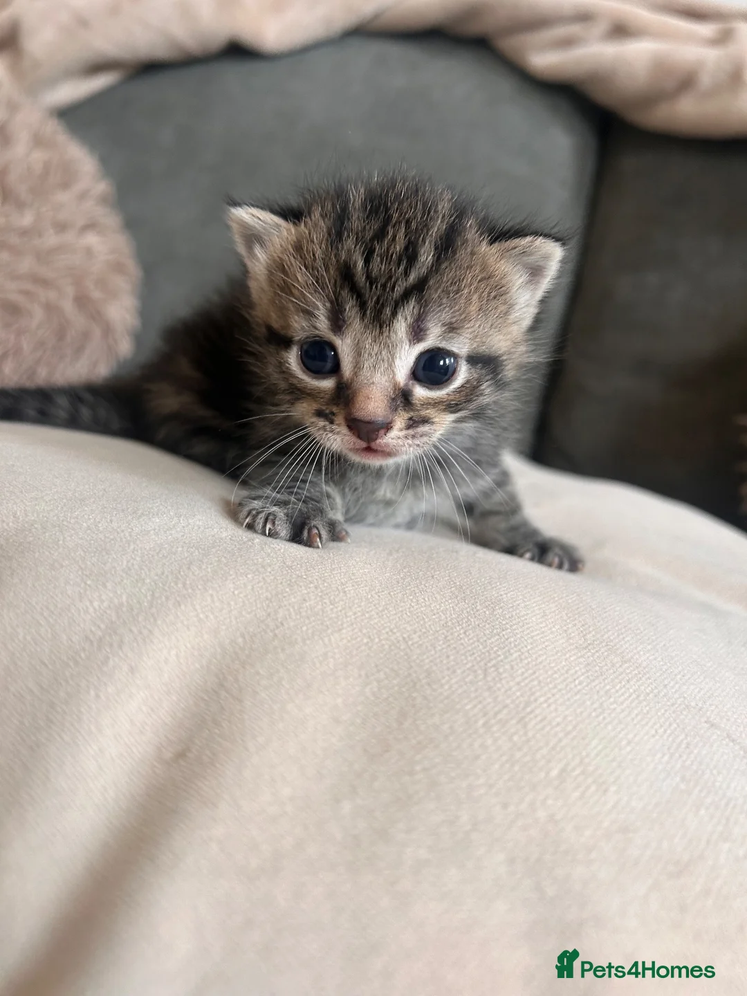 Mixed Breed cats for sale: Kittens mixed colours  - Advert 21