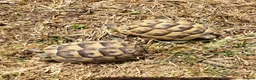Tortoise reptiles for sale: Greek spur-thighed tortoises (Testudo graeca)  - Advert 7
