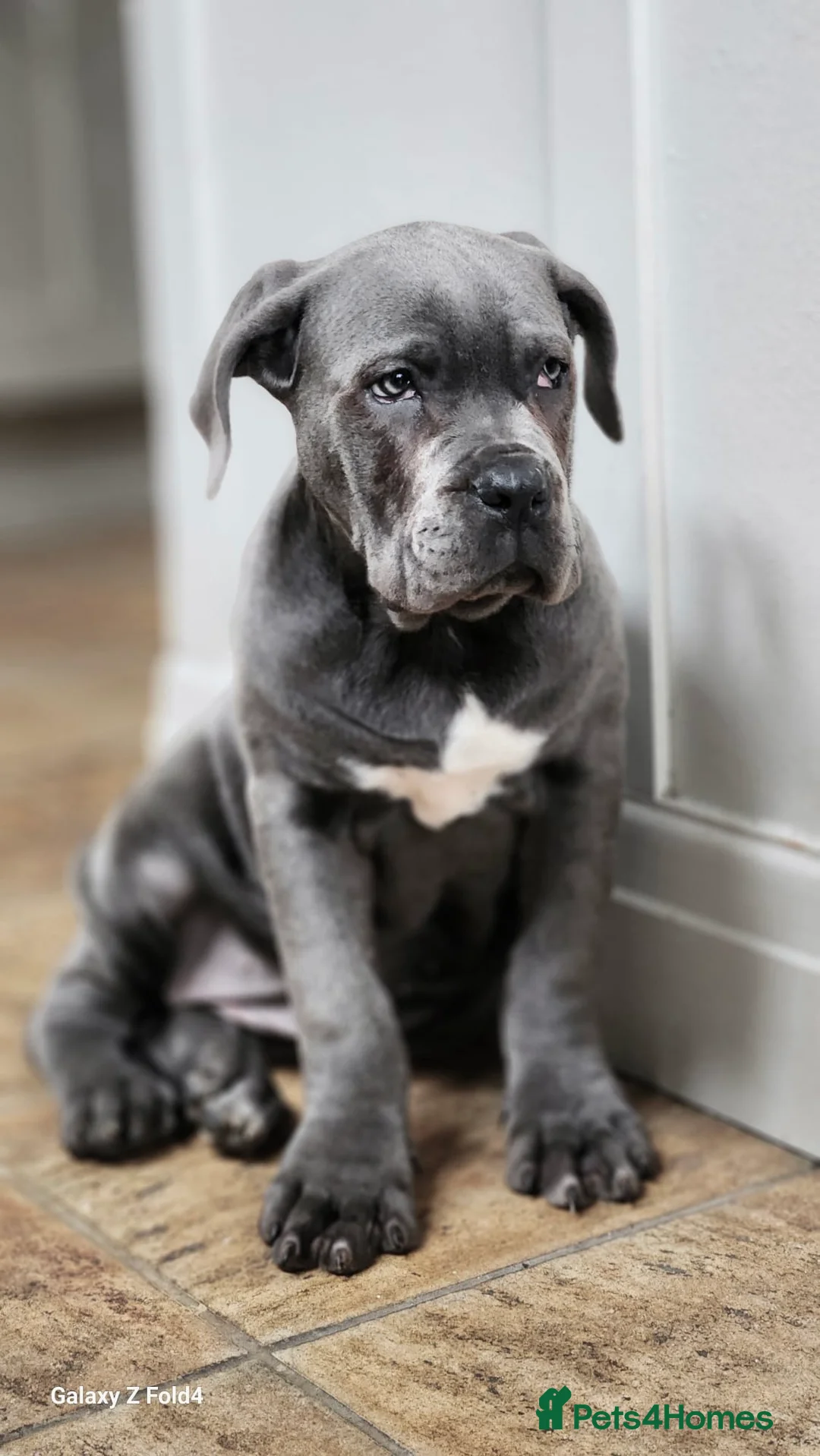 Cane Corso dogs for sale: Champion Blood Line Cane Corso Puppies - Advert 15