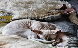 Sphynx cats for sale: Beautiful Sphynx X Siamese kittens - Image 37