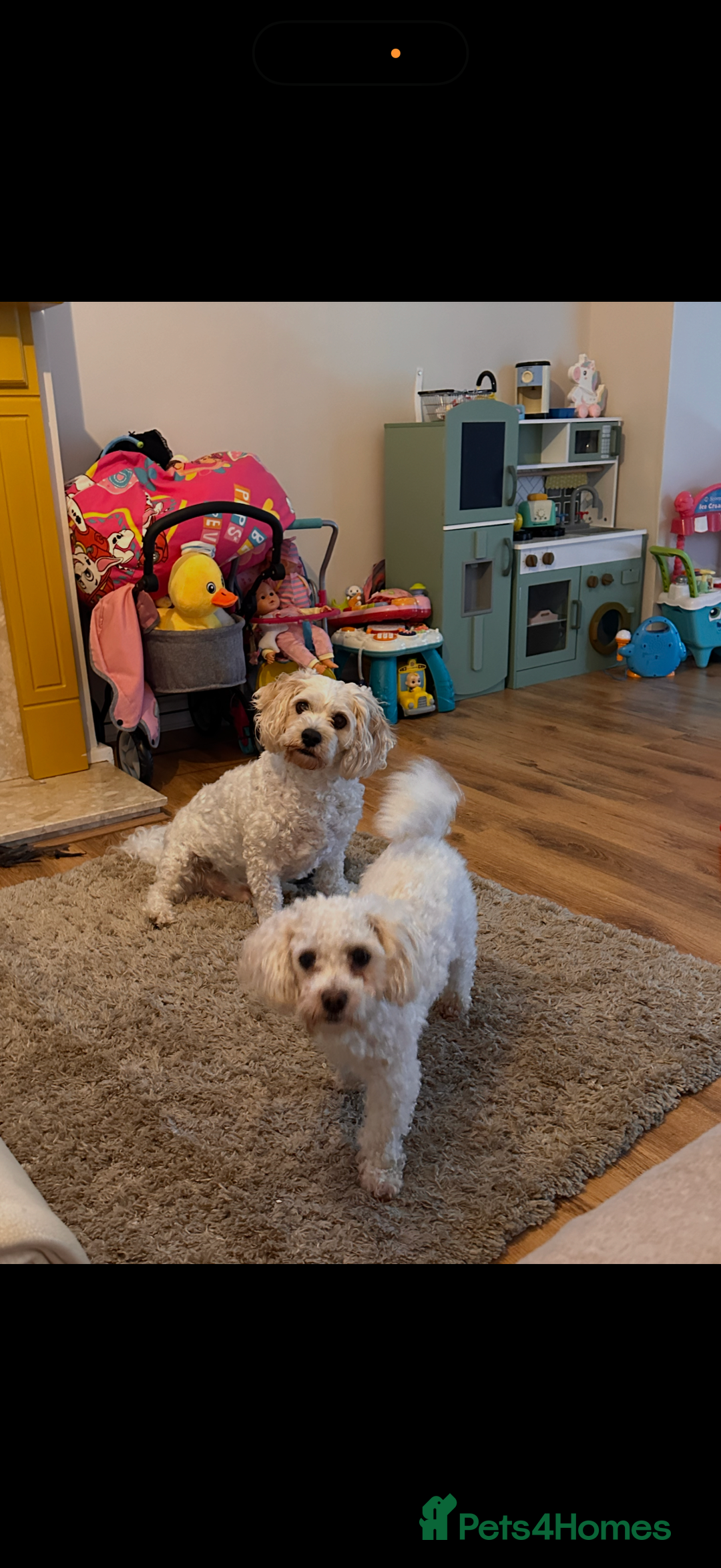 Cavachon dogs for sale: Cavachon boys - Advert 6