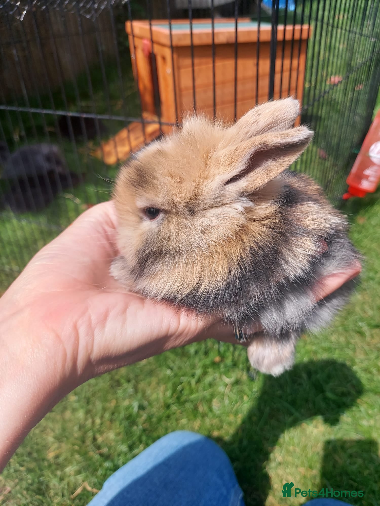 Mini Lop rabbits 3 x Mini Lion Lops ready to collect 23 June - Advert 1