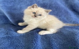 Ragdoll cats for sale: Honest playful rag dolls  up for new homes - Image 6
