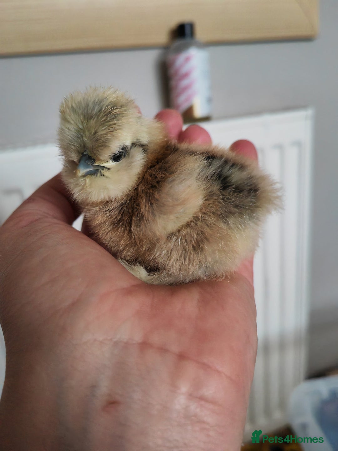 Chickens poultry for sale: USA silkie, jumbo coturnix, celadon quails - Image 40