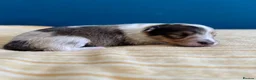 Shetland Sheepdog dogs for sale: Shetland Sheepdog Puppies  in Brough - Advert 18