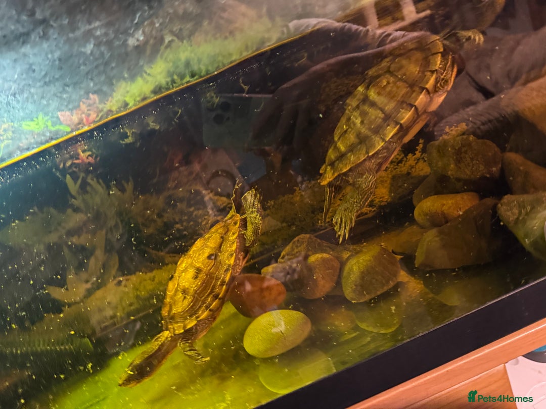 Turtle reptiles for sale: Mississippi Map Turtles - Image 2