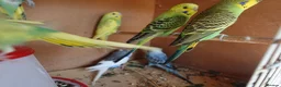 Budgerigars birds for sale: Baby Budgerigars For Sale - Advert 2