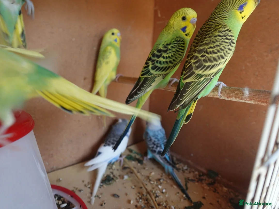 Budgerigars birds for sale: Baby Budgerigars For Sale - Advert 2