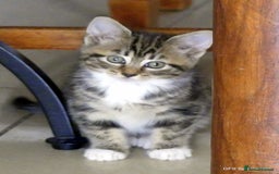 Domestic Shorthair cats for sale: Two very Pretty Kittens - Image 5