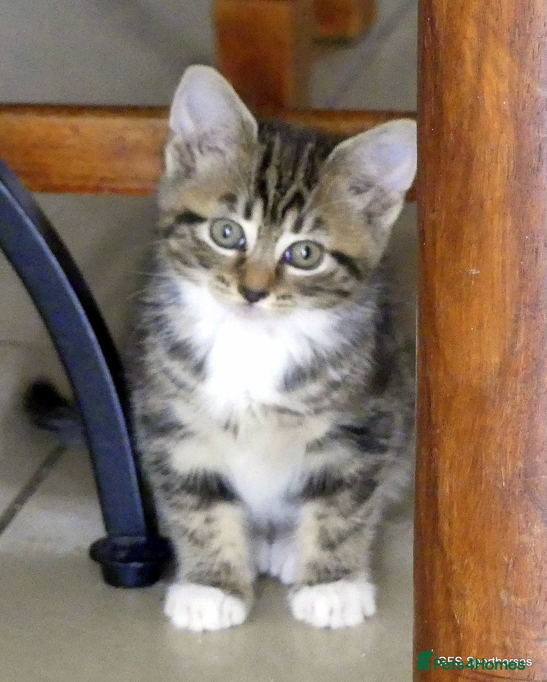 Domestic Shorthair cats for sale: Two very Pretty Kittens - Image 5