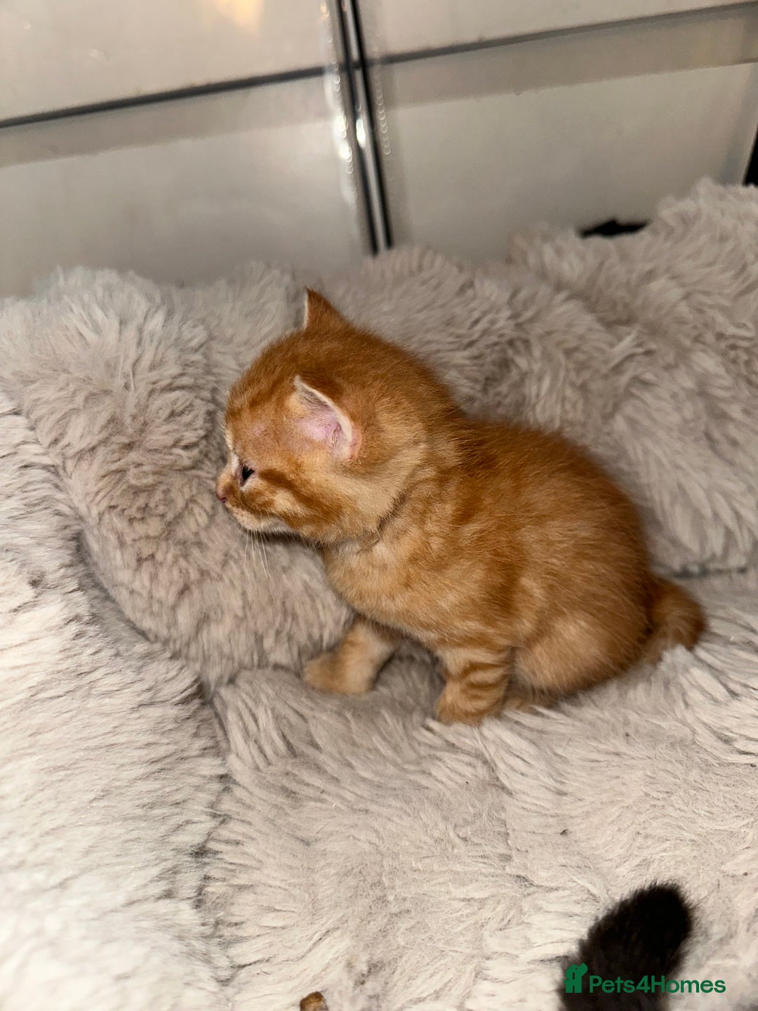 Maine Coon cats for sale: 5 MAINE COON X BABIES FOR SALE  - Advert 11