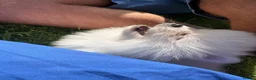Pomeranian dogs for sale: White male baby Pomeranians  - Advert 18