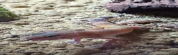 Gecko reptiles for sale: Beautiful leopard gecko - Advert 4
