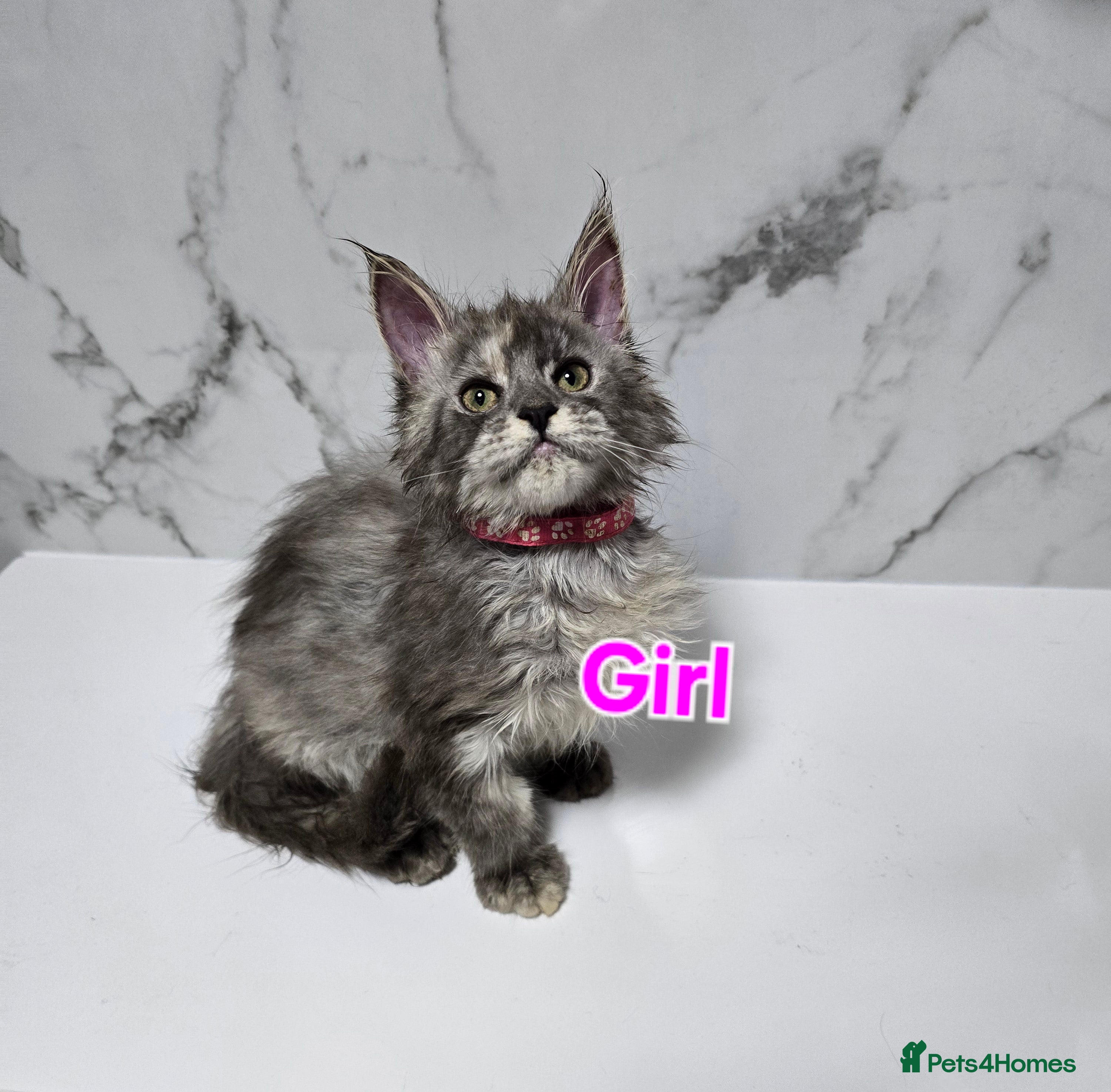 Maine Coon cats Last 2x Girls MaineCoon Tica Registred  - Advert 18