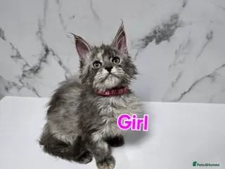 Maine Coon cats Last 2x Girls MaineCoon Tica Registred - Advert 18