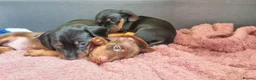 Miniature Dachshund dogs for sale: Looking for forever home! Can leave 9th Sept   in Preston - Advert 11