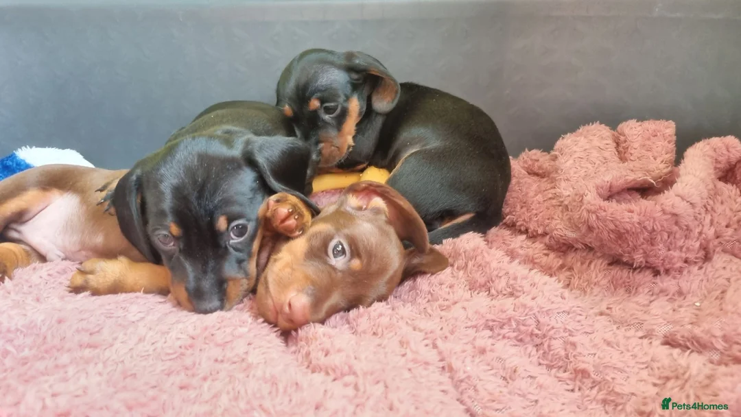 Miniature Dachshund dogs for sale: Ready to leave now!    - Advert 11