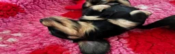 Miniature Dachshund dogs for sale: Brothers & sisters  to Crufts Best Puppy Dog 2025 - Advert 20